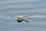 dragonfly wings