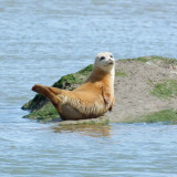 dry seal