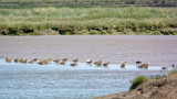 Godwit collection