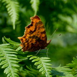 Comma