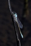 chasing very small darters - Blue-tailed Damselfly Ischnura elegans