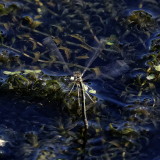 Blue-tailed Damselfly on the hop