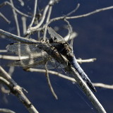 an elderly male Scarce Chaser - Libellula fulva