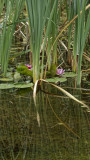 Water lillies