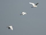 flight of the Egrets