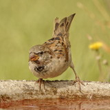Sparrow at the bird bath