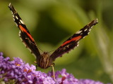 Red Admiral