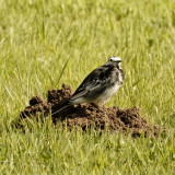 Pied Wagtail