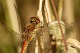 Common darter - Sympetrum Striolatum - detail