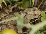  frog in the tomatoes  - Rana temporaria
