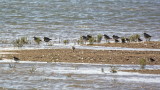 Bird group