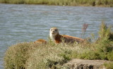 Pair of seals