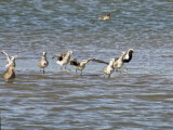 Grey Plover and a Godwit