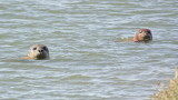 The water is lovely, why dont you come in?