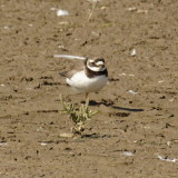 Ringed Plover