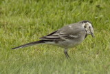 Another of our Pied wagtail family