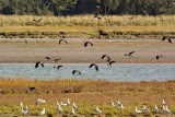 There go the lapwings