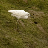 Little Egret - bird 3
