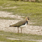 Lapwing