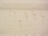 Curlews in the mist