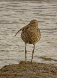 Curlew head-on