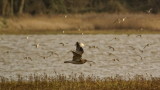 Curlew flight