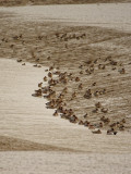 congregation of Pochard