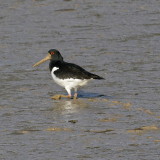 Rather muddy Oystercatcher