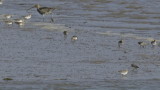 All waders great and small