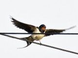 First Swallow of 2016