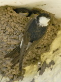 Housemartin take off