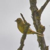 Yellowhammer - juvenile, I think