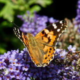 Painted Lady