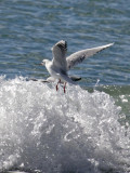 Little Gull