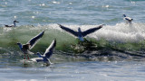 Little Gulls wave-hopping