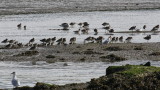 Godwits and Dunlin