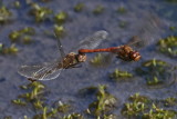 Common Darter pair