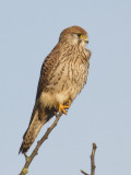 Kestrel