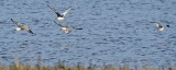 Grey Plover led by Redshank