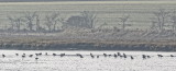 Curlew gathering