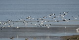 Avocets off for flyabout