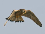 Kestrel - hovering sequence 2 of 4