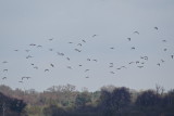 Curlew club flyabout