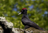 Black Woodpecker (Spillkrka) Dryocopus martius -CP4P3366.jpg