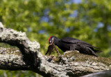 Black Woodpecker (Spillkrka) Dryocopus martius -CP4P3396.jpg