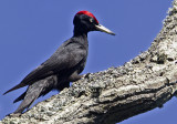 Black Woodpecker (Spillkrka) Dryocopus martius - CP4P3467.jpg