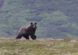 Kamchatka Brown Bear - CP4P2555.jpg