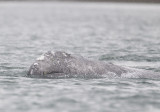 Grey Whale (Grval) Eschrichtius robustus - CP4P3729.jpg