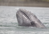 Grey Whale (Grval) Eschrichtius robustus - CP4P3776.jpg