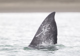 Grey Whale (Grval) Eschrichtius robustus - CP4P3723.jpg